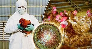 Bird flu found in Kathmandu Kirtipur and Chandragiri